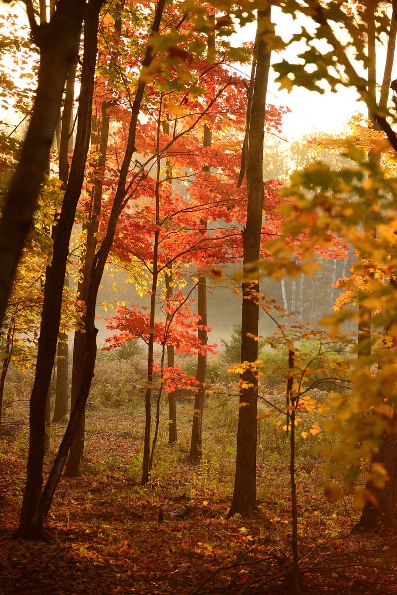 Scenic Drive